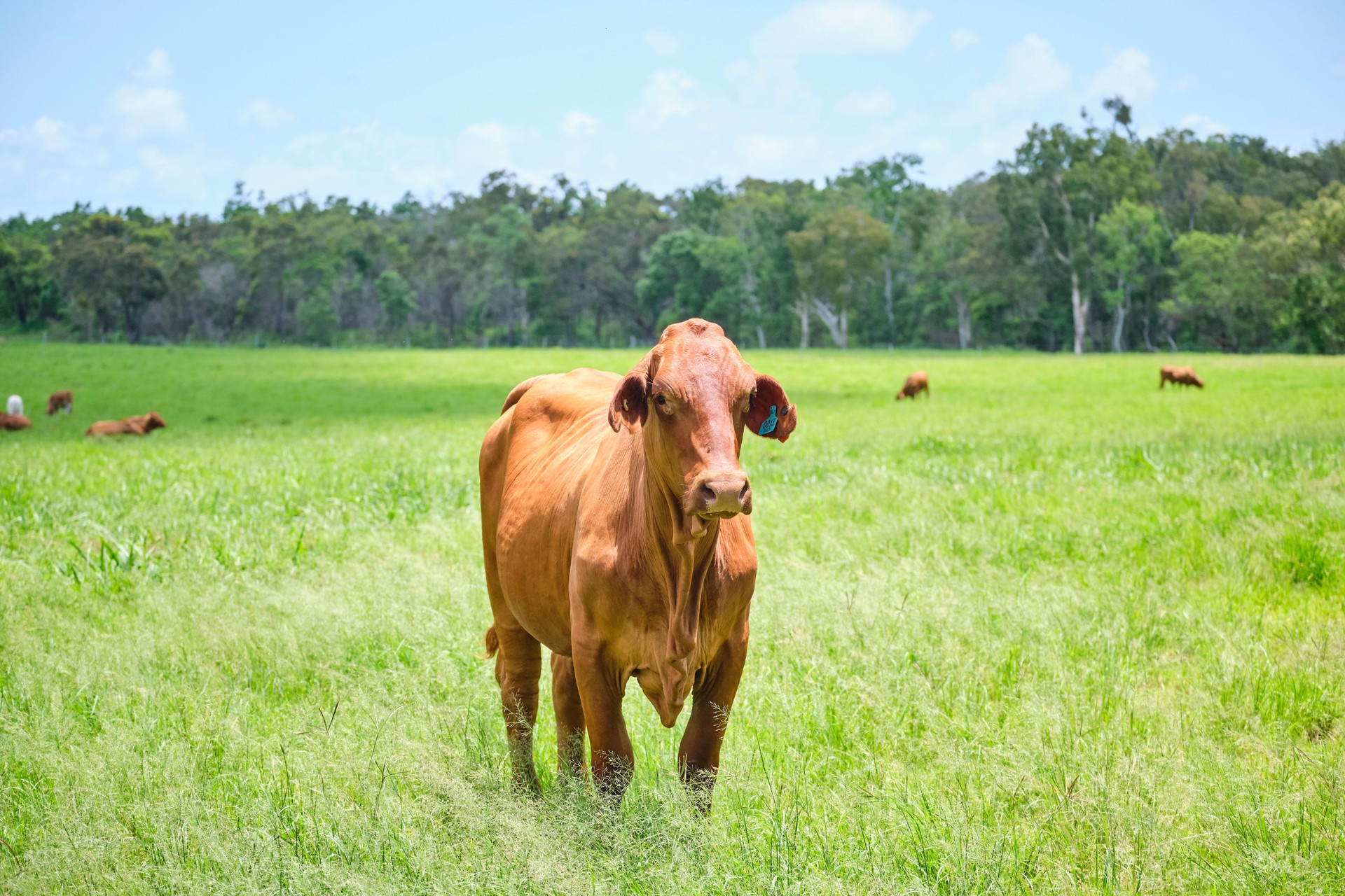 Brahman and dairy cows and calves in a green grassy paddock outside of Mackay region in North Queensland