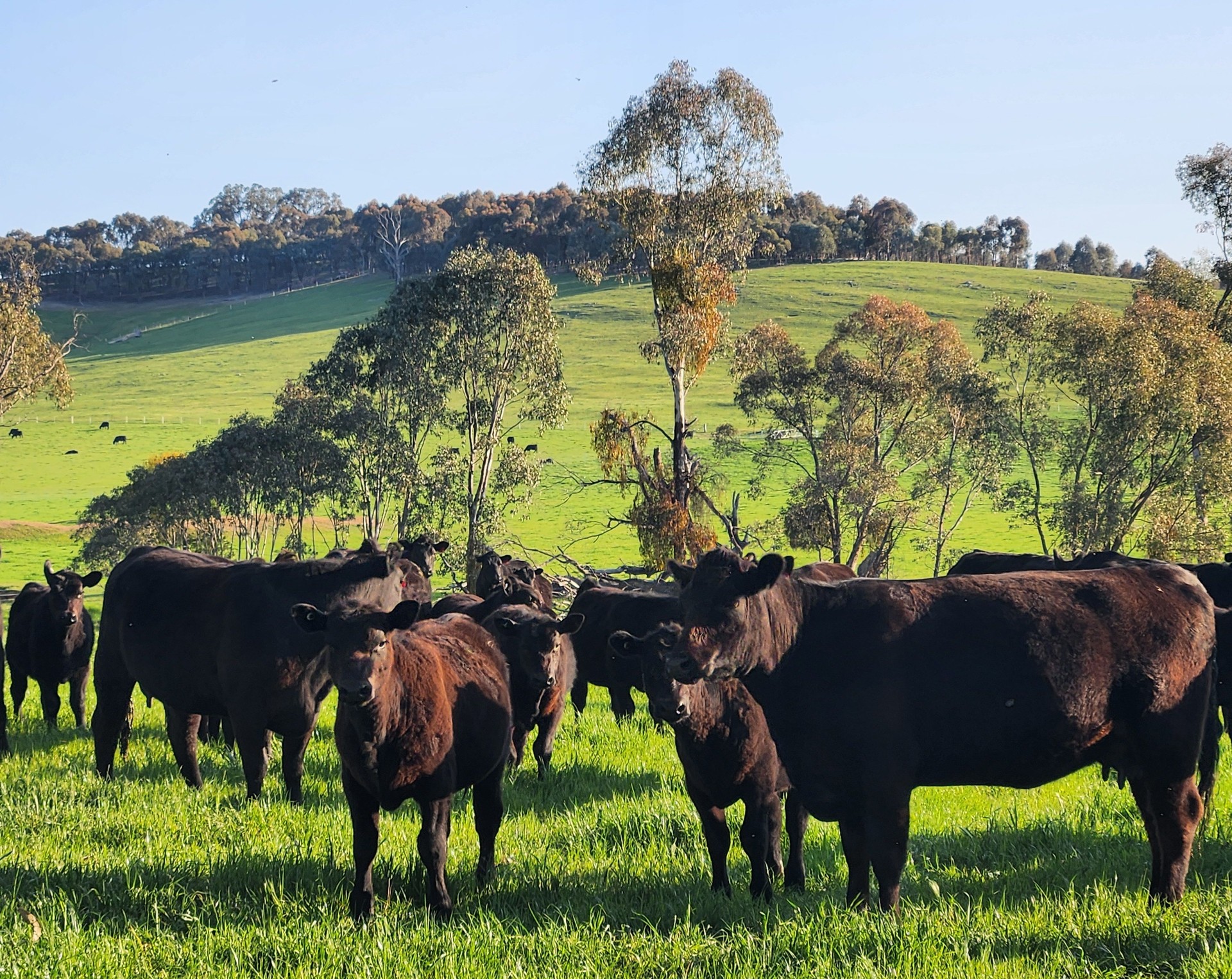 Angus cows green hills